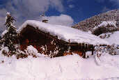 Les Fayards sous la neige